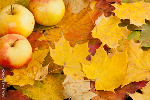 fresh ripe apples in garden on autumn leaves