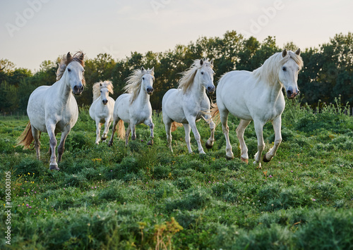 Fototapeta Naklejka Na Ścianę i Meble -  Camargue horse in the reserve