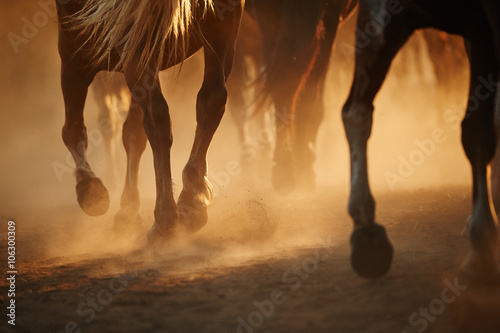 Horse's legs Fototapet