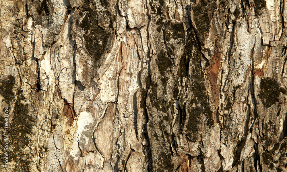 Texture tree Texture tree