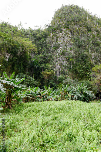 tropical scene around Vinales Valley