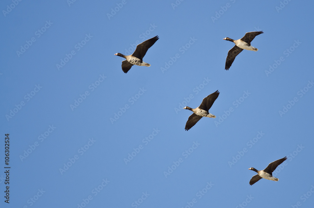 Four Greater White-Fronted Geese Flying in a Blue Sky Four Greater White-Fronted Geese Flying in a Blue Sky