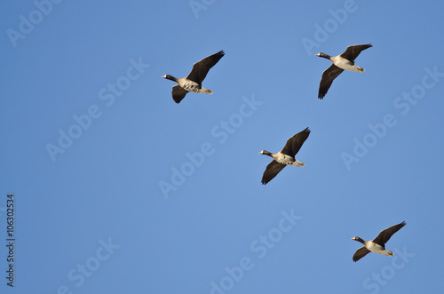 Four Greater White-Fronted Geese Flying in a Blue Sky