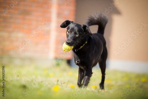 Adopted Black mixed breed dog playing with ball