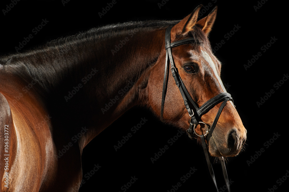 Obraz premium Portret konia zatoki