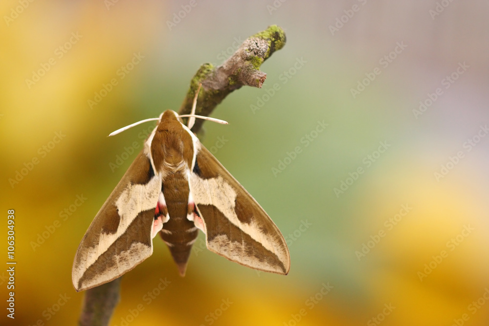 Fototapeta premium Spurge Hawk-moth (Hyles euphorbiae)