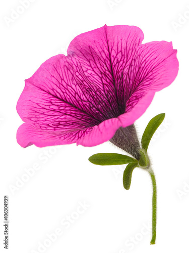 Bright Pink Petunia Flower Close-Up Isolated on White Background photo