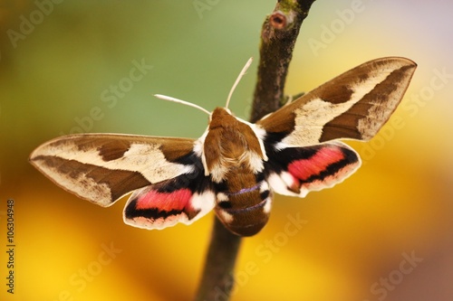 Spurge Hawk-moth (Hyles euphorbiae) photo