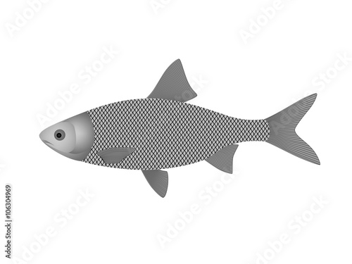 A silver fish in a vector on a white background.Fish vector illustration.