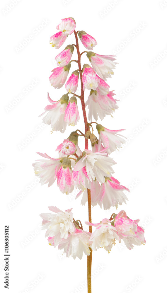 Fuzzy Deutzia Flowers Isolated on White Background Fuzzy Deutzia Flowers Isolated on White Background