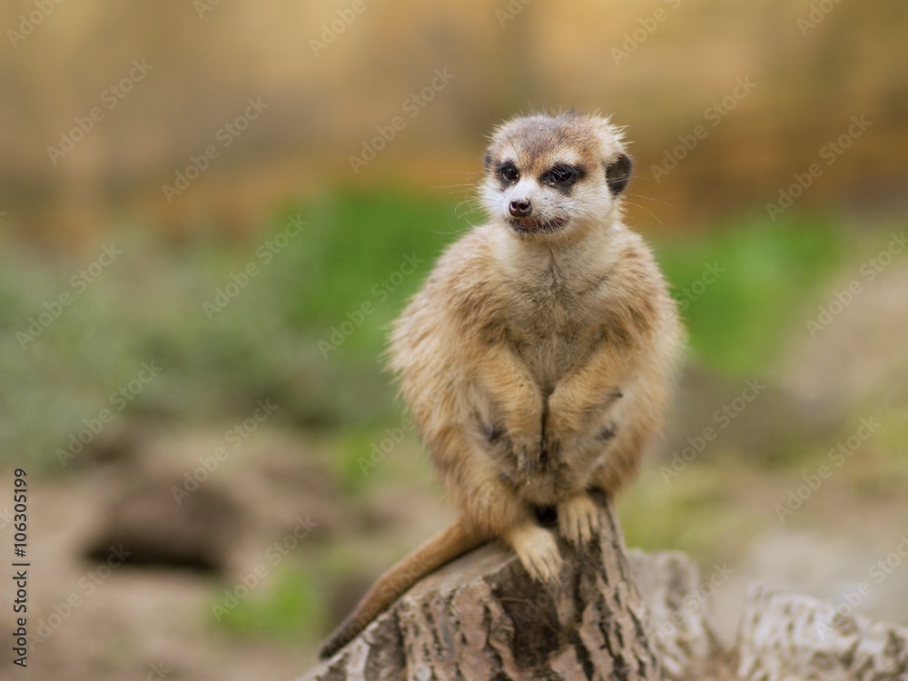 Fototapeta premium Watching suricata. The meerkat or suricate (Suricata suricatta) is small carnivoran. It is only member of the genus Suricata. Meerkats live in Kalahari, Namib in Namibia, Angola, and South Africa.