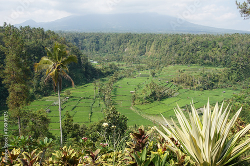 Reisfelder, Bali, Indonesien