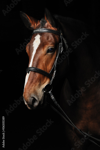Portrait of a bay horse © Pelana