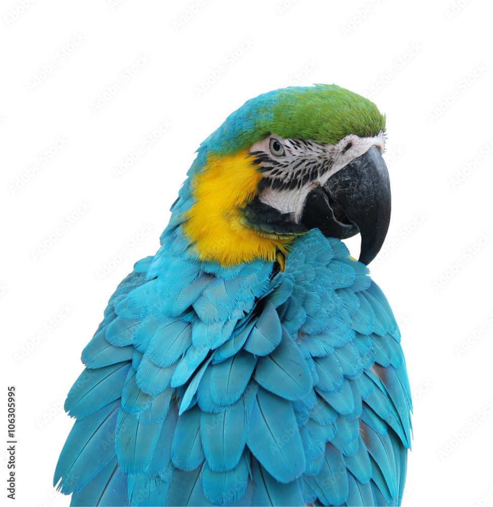 parrot, isolated on white background