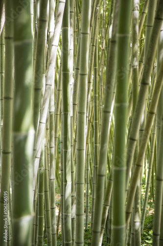 In a forest of giant bamboo