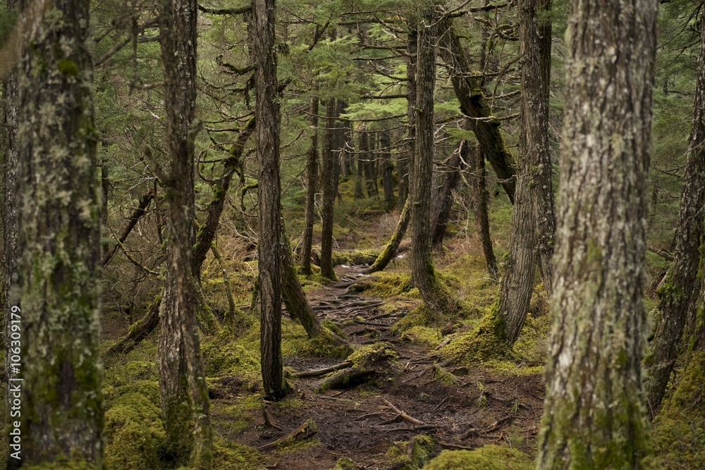 Obraz premium Path in the Alaskan rainforest
