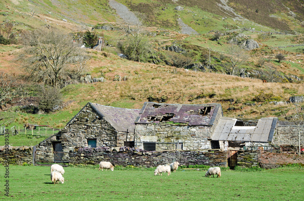 Sheep and delapidated farm buildings, Snowdonia National Park, Wales. Sheep and delapidated farm buildings, Snowdonia National Park, Wales.