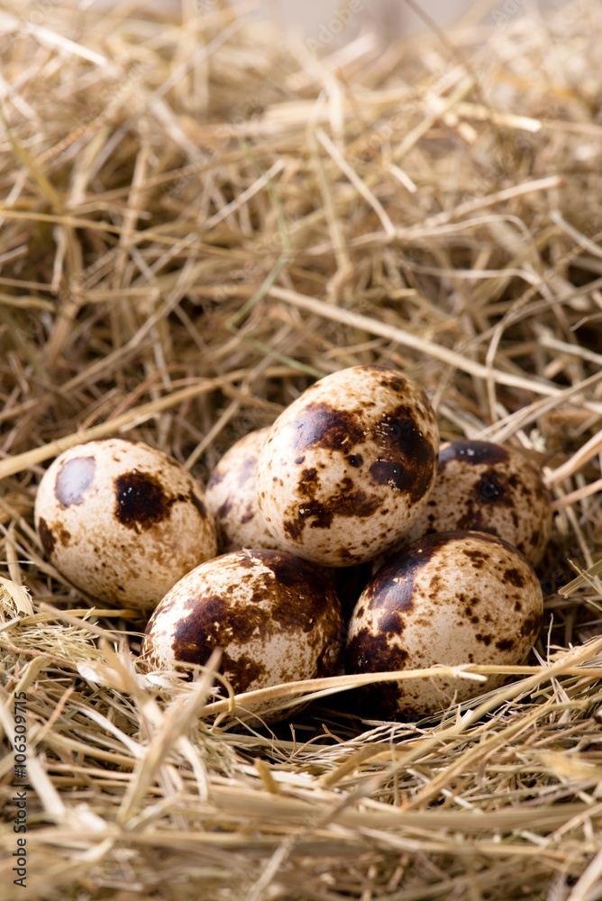 Few quail eggs placed on haystack Few quail eggs placed on haystack
