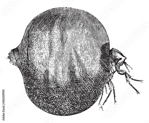 Chigoe flea, vintage engraving.