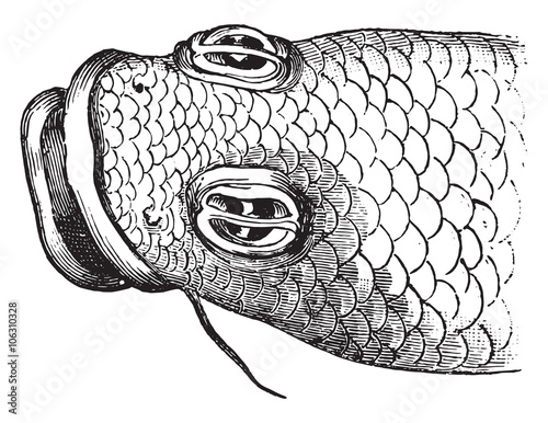 Eye of the anableps, vintage engraving.
