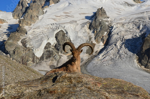 mountain sheep in nature