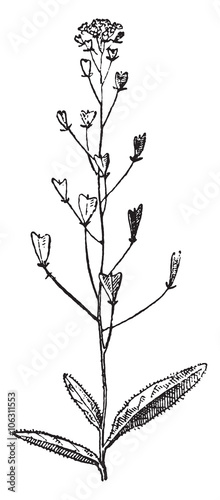 Shepherd's purse or Capsella bursa pastoris, vintage engraving.