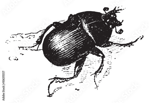 Dung beetle, vintage engraving. photo