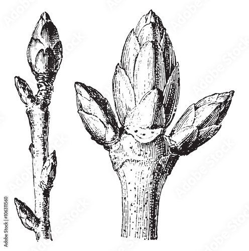 Buds, vintage engraving.