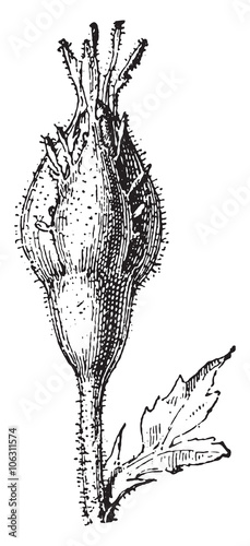 Rose, vintage engraving.