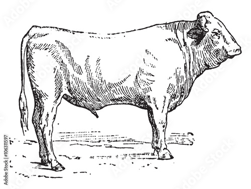 Ox garonnais, vintage engraving.