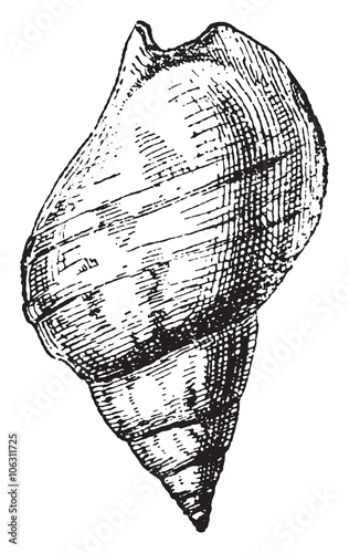 Whelk, vintage engraving.