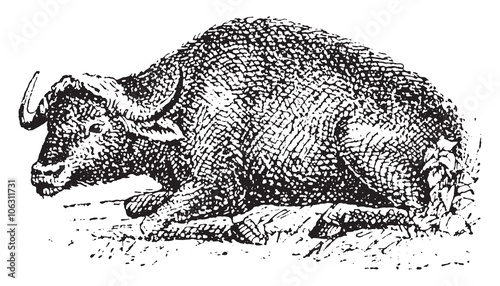 Buffalo, vintage engraving.
