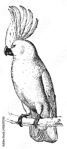 Cockatoo, vintage engraving.