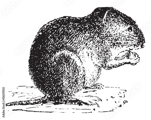 Vole, vintage engraving.