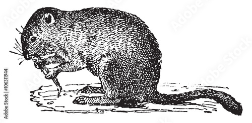 Economic vole, vintage engraving.