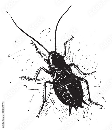 Cockroach, vintage engraving.