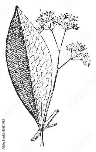 Cinnamon, vintage engraving.