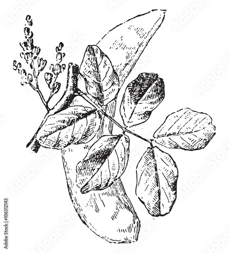 Carob tree, vintage engraving.