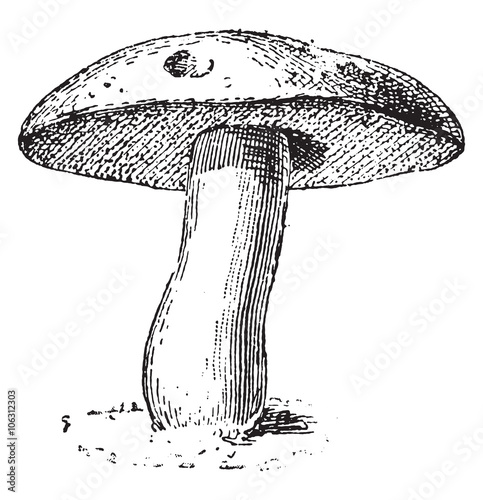 Boletus, vintage engraving.
