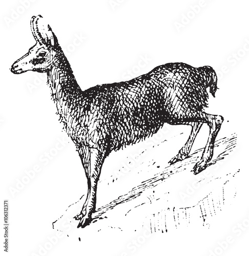 Chamois, vintage engraving.