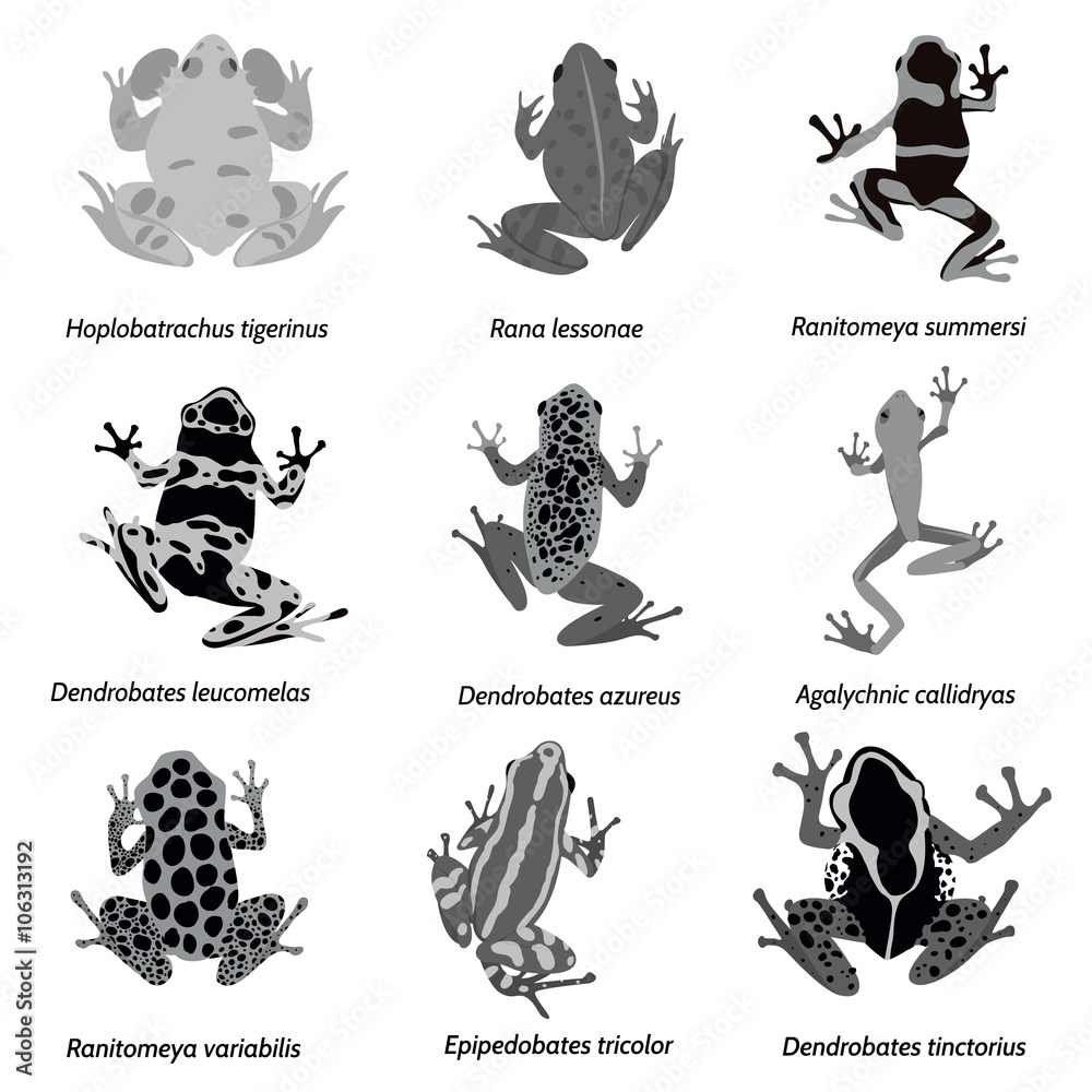 Vector amphibian silhouette on the white background. Frog silhouettes. Collection of vector amphibian silhouette isolated. Vector silhouettes of amphibian, top view