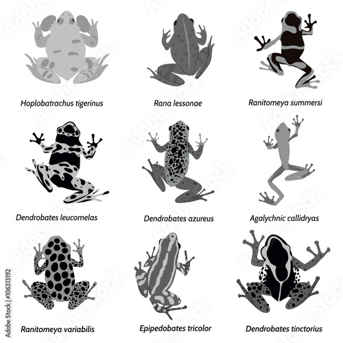 Vector amphibian silhouette on the white background. Frog silhouettes. Collection of vector amphibian silhouette isolated. Vector silhouettes of amphibian  top view