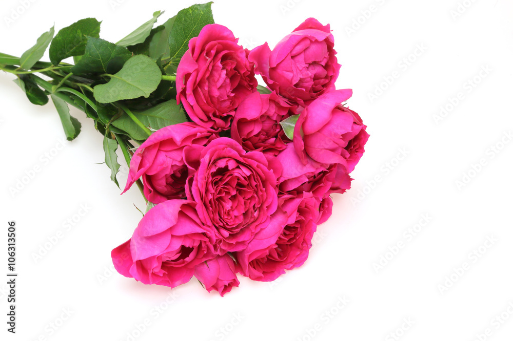 薔薇 薔薇