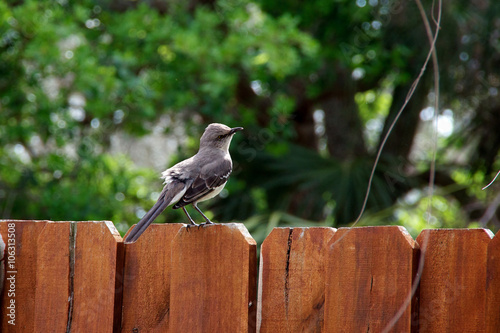 catbird perched on fence photo