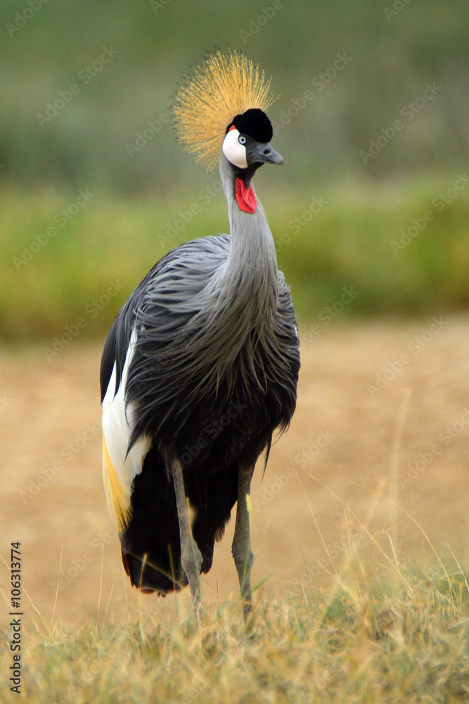Fototapeta premium Grey crowned crane, Lake Nakuru National Park, Kenya