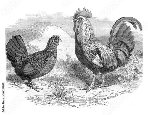 Rooster and Hen Dorking, vintage engraving.