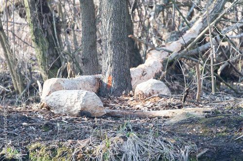 Ttrees destroyed by beavers