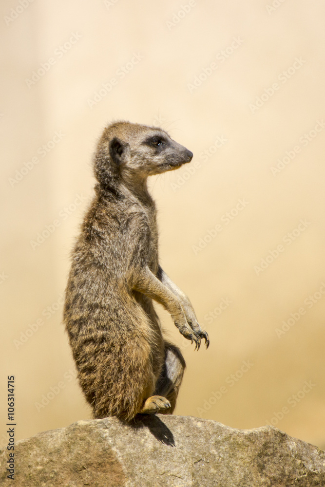 Le suricate Le suricate