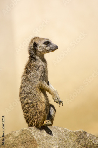 Le suricate © 4olivierphoto