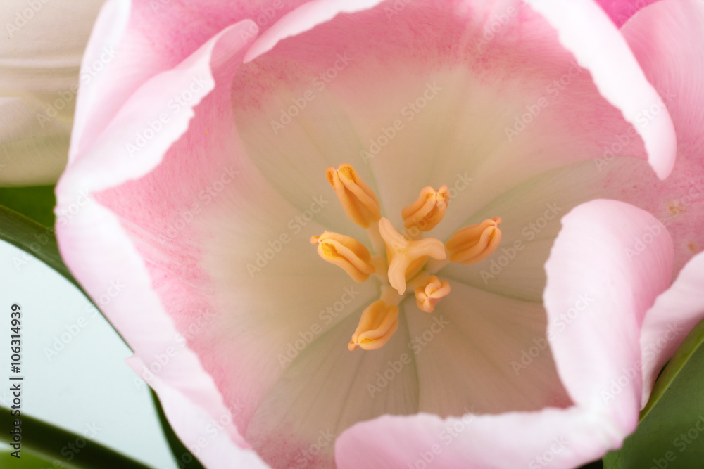beautiful and fragrant Bud blossoming pink Tulip closeup